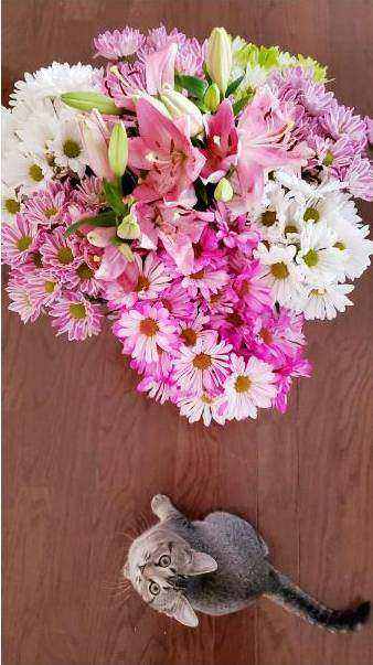 Double bouquet showcase