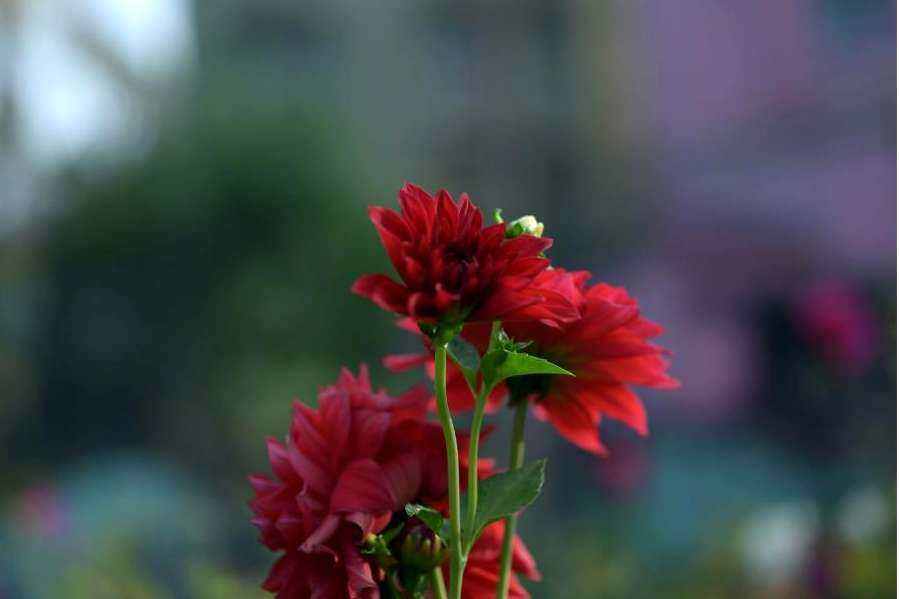 Seasonal subscription bouquet
