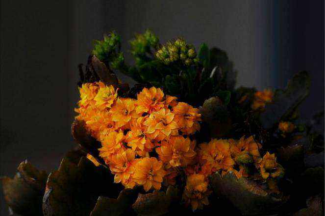 Wrapped blooms ready for delivery